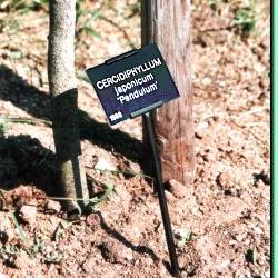 Tree Labels